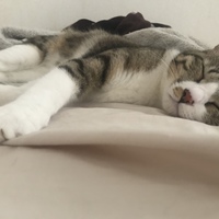 チャッピー
