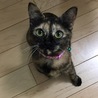 の写真