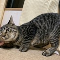 ご主人を探しています。再掲載済み