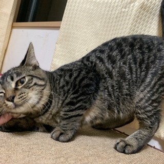 ご主人を探しています。再掲載済み