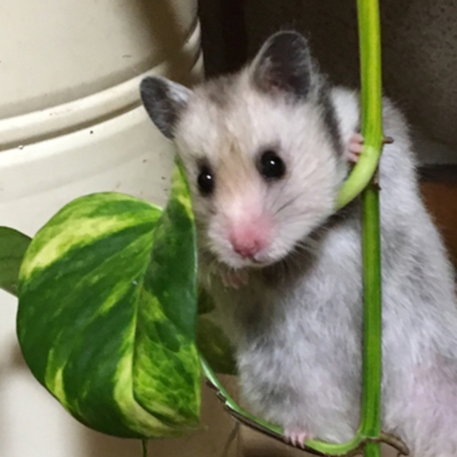 ちぃねねちぃのカバー写真