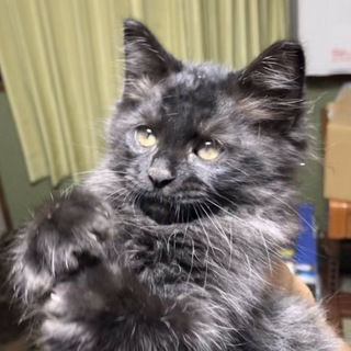 仮名【ジジ】黒猫の元気いっぱいな子猫です！