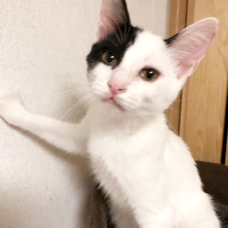 人馴れ★美猫な白黒個性的柄★ピノコちゃん