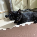 【あずき】推定５ヶ月おてんば白い毛混じりの黒猫
