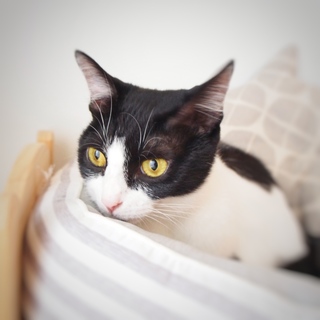 大人なのに子猫みたいに小柄　ハチワレのチリン