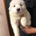 ２ケ月弱　MIX子犬　男の子