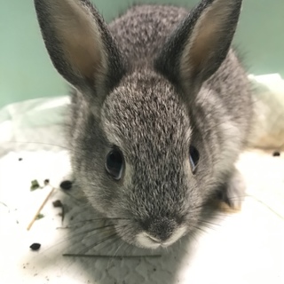 赤ちゃんうさぎ