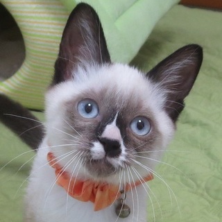 10/20水道橋★ピピくん