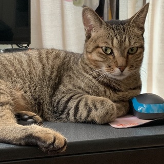 元は野良で外に出たがりな仔ですが