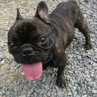 明るくて人が大好きなドンくん