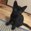 かわいい黒猫の里親さん募集中です！