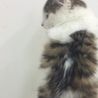 ゆうちゃほ