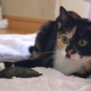 まっすぐな性格の三毛猫の女の子