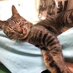 保護犬猫譲渡会 サムネイル2