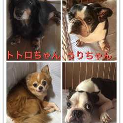 保護犬猫譲渡会 サムネイル3