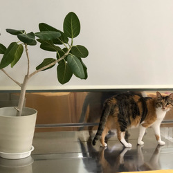 保護犬猫譲渡会