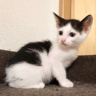 募集一時停止 白黒★cute雪乃さん