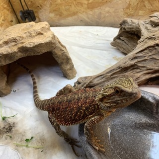 フトアゴヒゲトカゲ　
