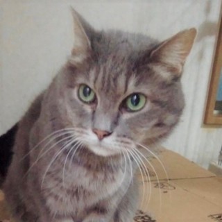 12/8水道橋★ぐれちゃん★誰でもスリスリお嬢様