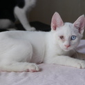 オッドアイの白子猫
