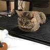 の写真