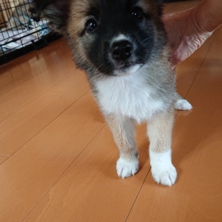 2ヶ月 フワフワ女の子 ①