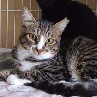 ツナ君 生後5カ月キジシロ甘えん坊男子