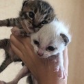 子猫の里親募集