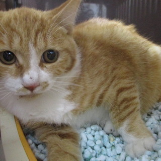 譲渡されました。