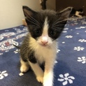 仔猫ちゃんです