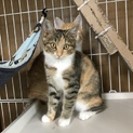 美人な三毛猫 あられちゃん 4ヶ月