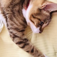 ruru