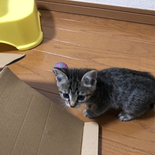 元気な7匹兄弟☆ 2匹のキジトラちゃん