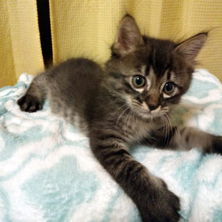 募集一時停止   キジトラ男子★サク君