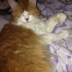 姫の毛づくろい