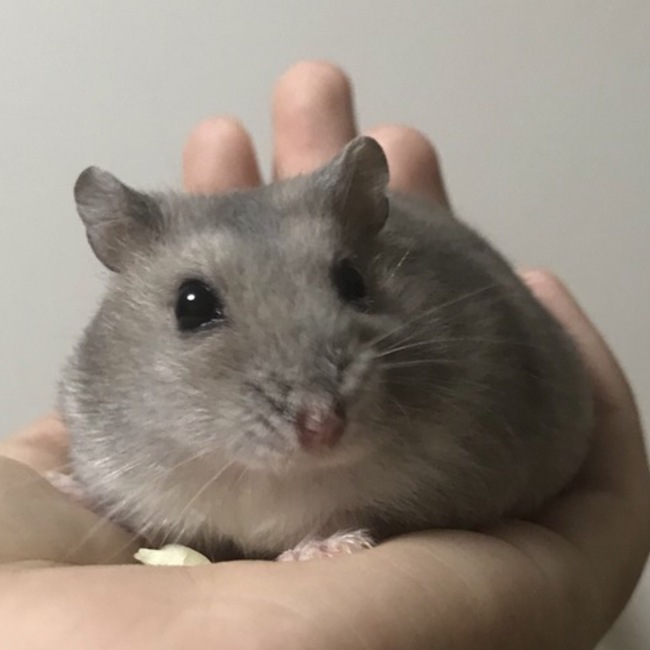 シェリーハムのカバー写真