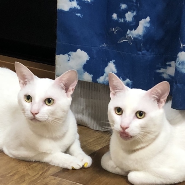たくみ0307のカバー写真