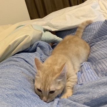フミフミ