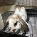 ラビちゃん