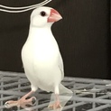 白文鳥 メス 手乗り