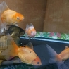 金魚5～6匹の里親募集です サムネイル2