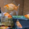金魚5～6匹の里親募集です サムネイル3