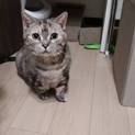 短足マンチカン8歳の女の子