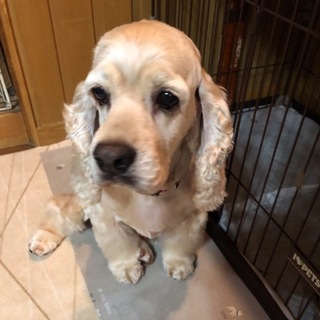 里親様決定致しました。