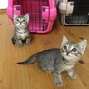 キジトラ姉妹センターからの引き出し サムネイル3