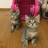 キジトラ姉妹センターからの引き出し サムネイル5