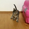 キジトラ姉妹センターからの引き出し サムネイル4