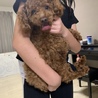 トイプードル1歳♂ サムネイル3