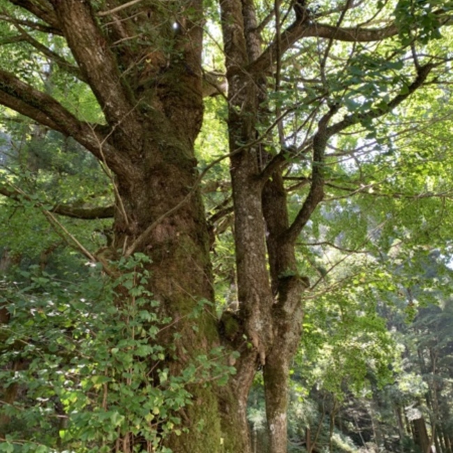 りんご13のカバー写真