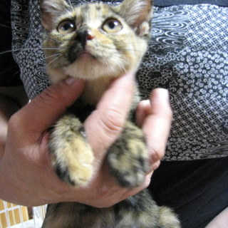 山の上に捨てられていたサビ子猫ちゃん♀